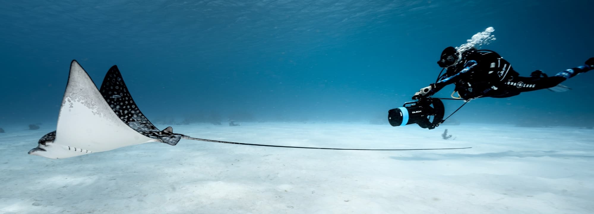 Subacqueo con DPV SUEX accanto a un’aquila di mare su un fondale sabbioso