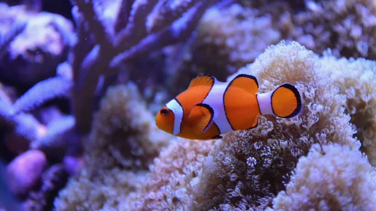 Il cinema sott’acqua: un viaggio nelle profondità marine attraverso lo schermo
